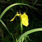 Einsame Iris