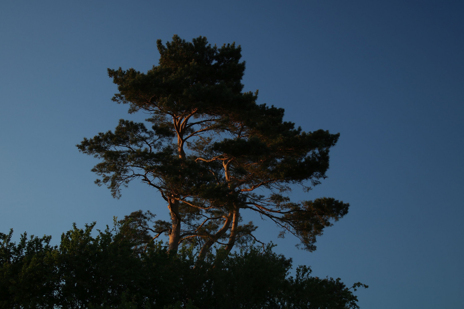 Einsame Kiefer im Abendlicht