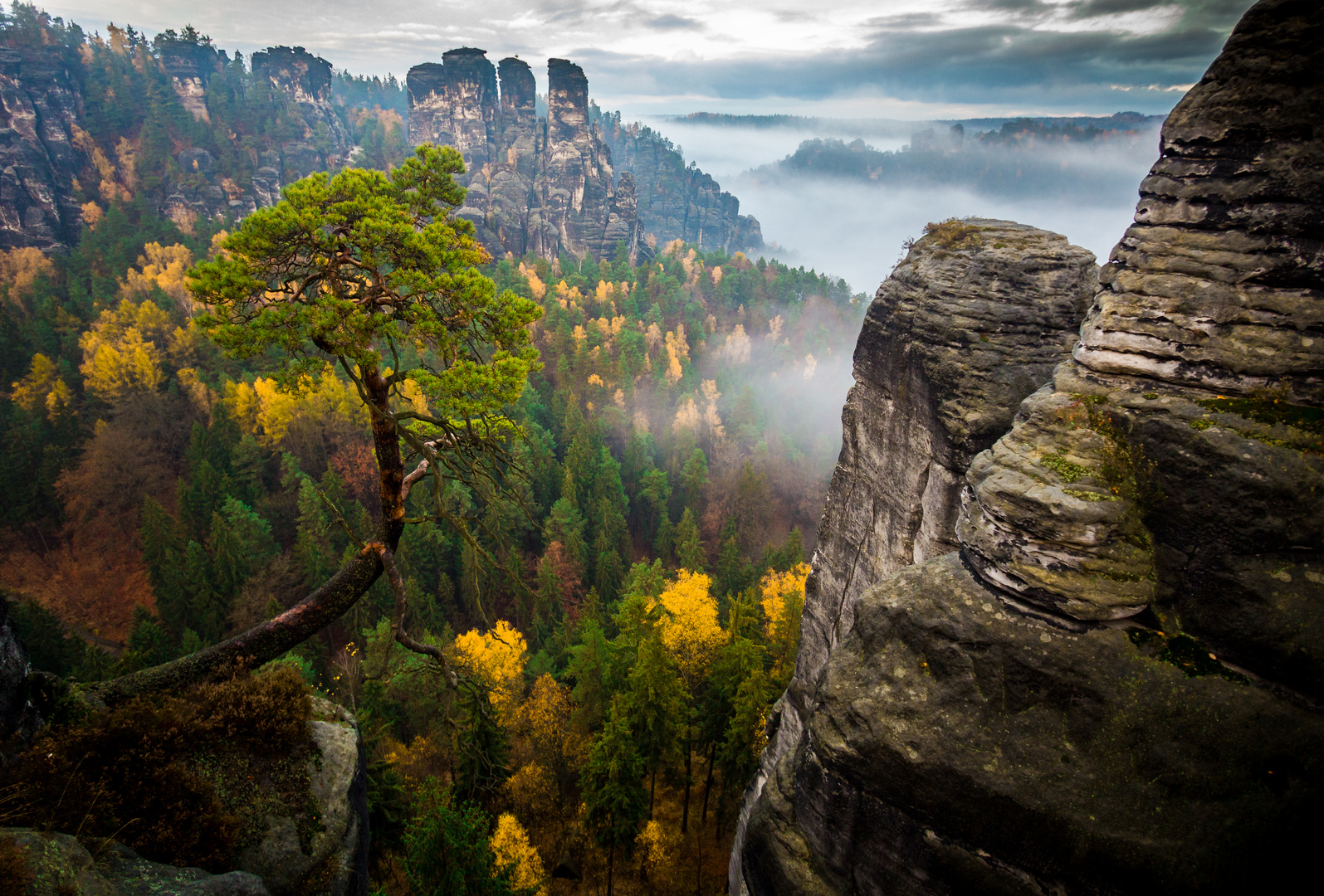 einsame Kiefer im Elbsandsteingebirge