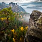 einsame Kiefer im Elbsandsteingebirge