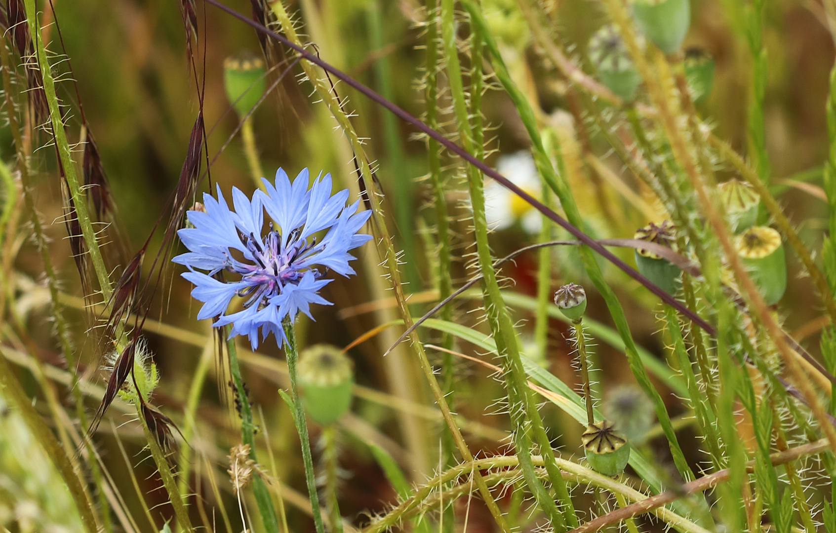 einsame Kornblume