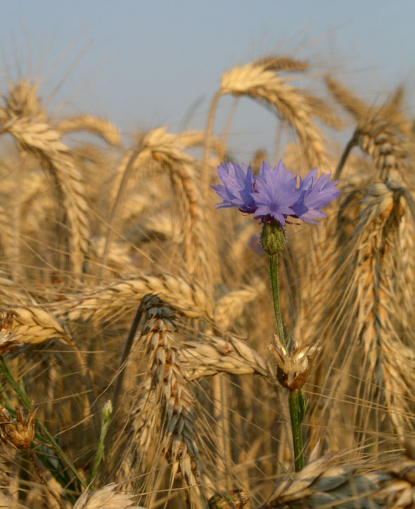 einsame Kornblume