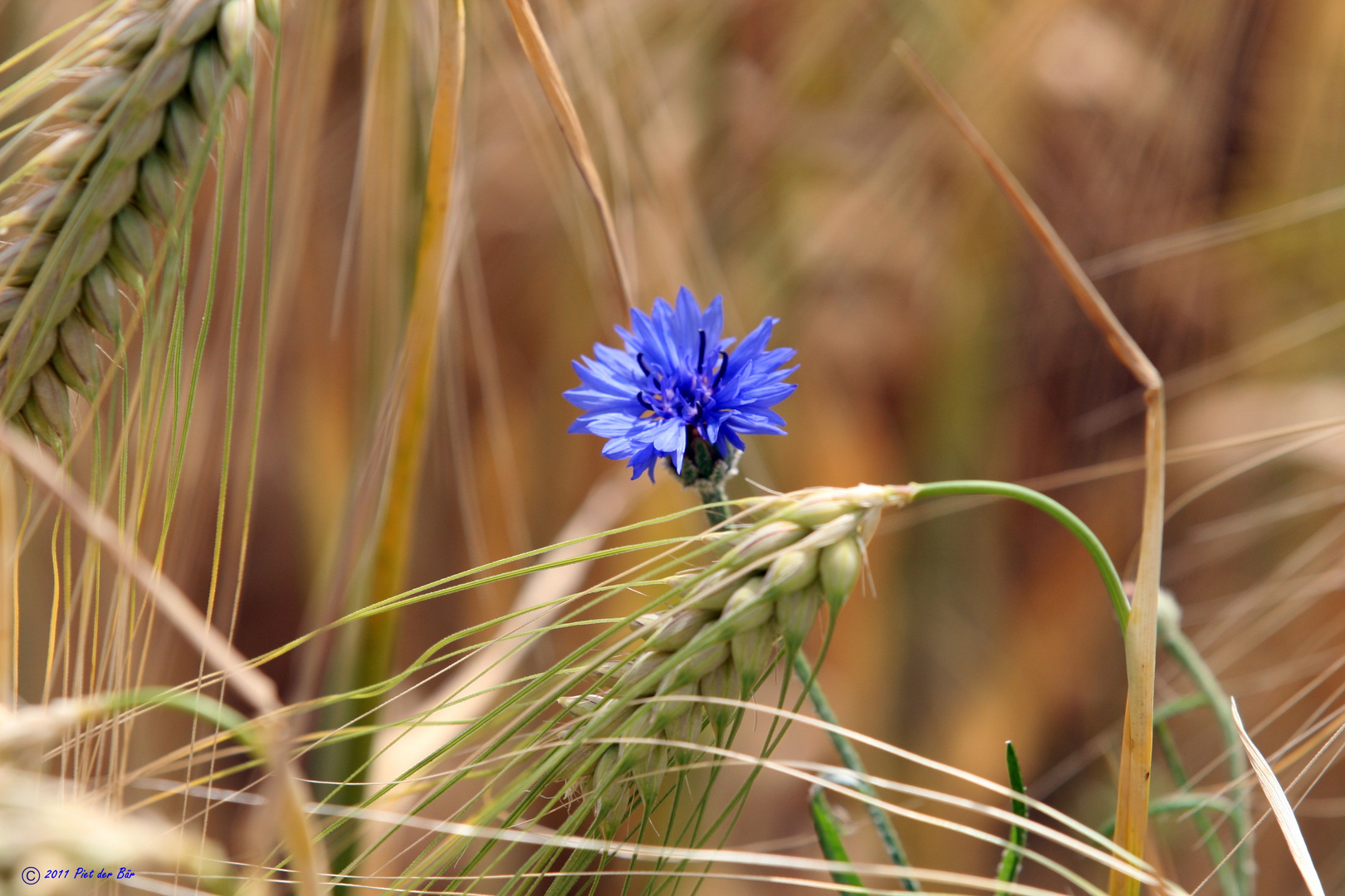 Einsame Kornblume