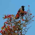 Einsame Krähe im Herbst