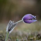 Einsame Kuhschelle auf der Pertchtoldsdorfer Heide bei Wien