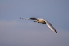 Einsame Lachmöwe am frühen Morgen