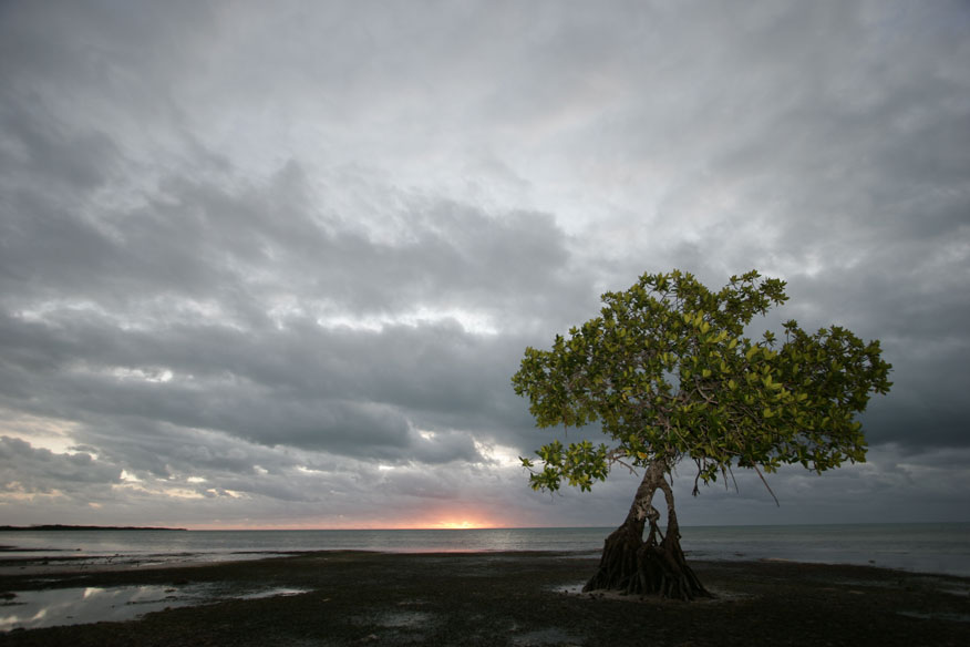 Einsame Mangrove