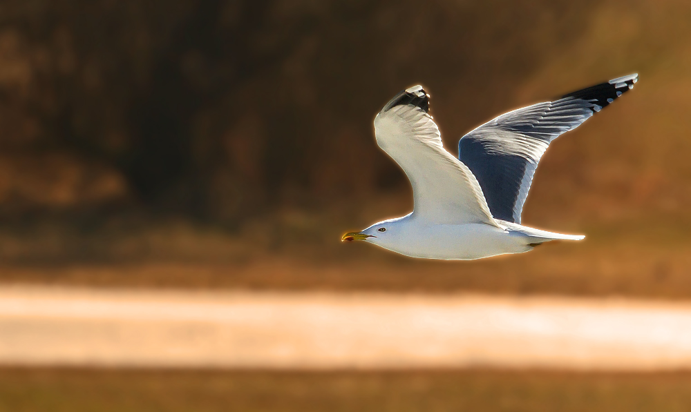 Einsame Mittelmeermöwe am Altmühlsee