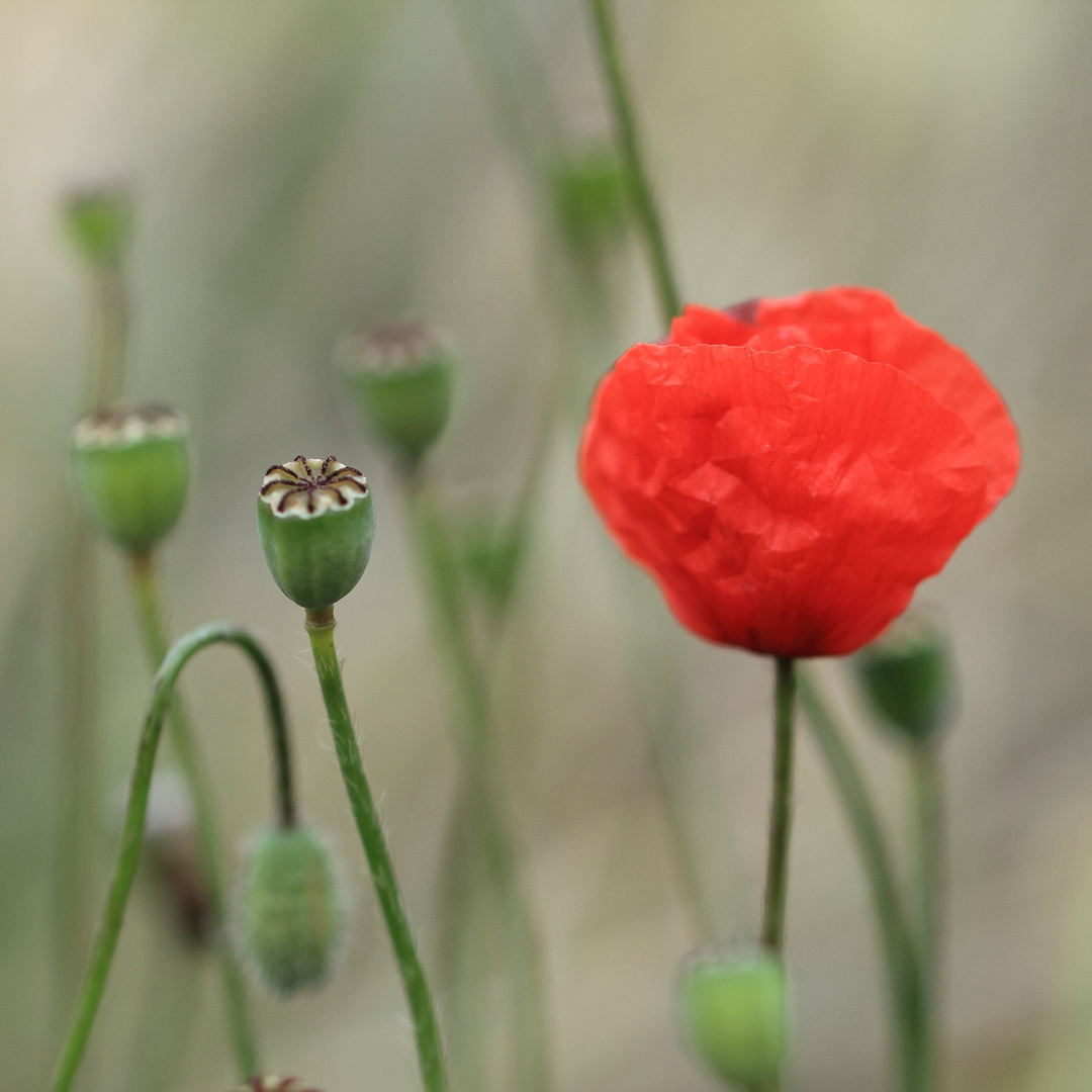 Einsame Mohnblüte