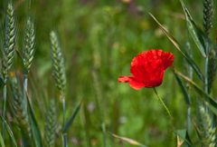 Einsame Mohnblüte im Getreidefeld