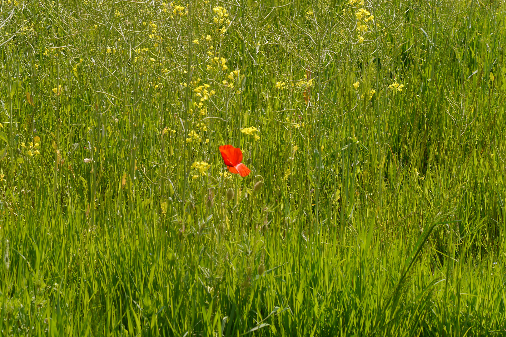 Einsame Mohnblüte im Wind.