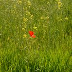 Einsame Mohnblüte im Wind.