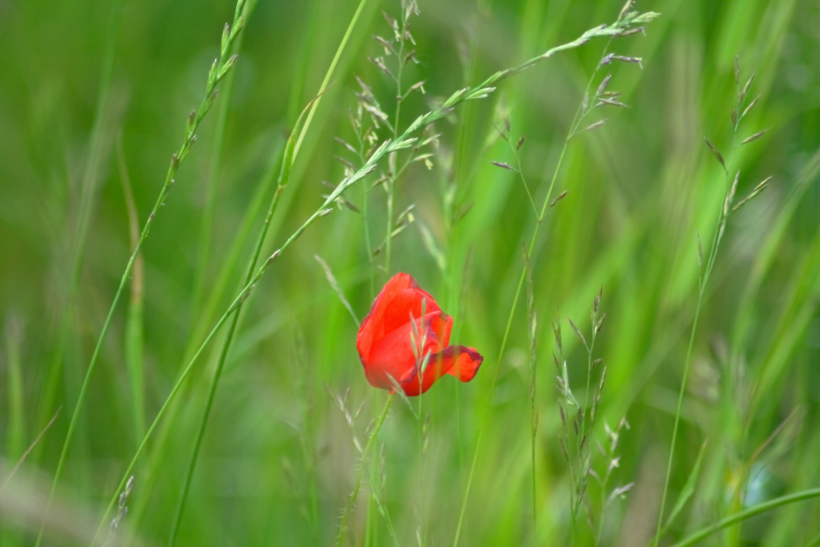 Einsame Mohnblüte vor Graslandschaft