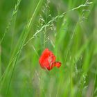 Einsame Mohnblüte vor Graslandschaft