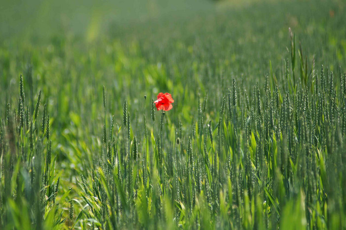 einsame Mohnblume...