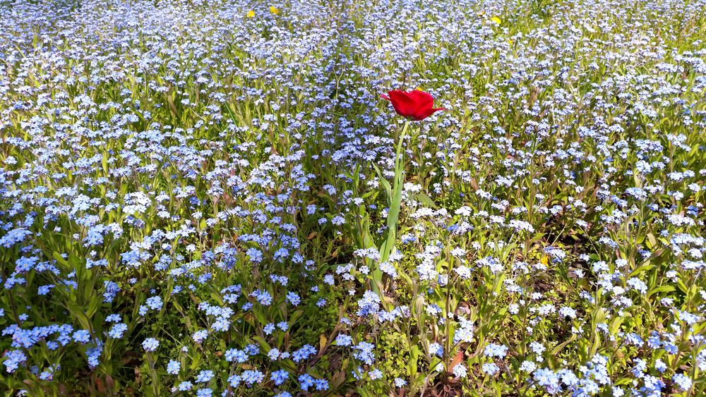 Einsame Mohnblume