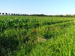 Einsame Mohnblume am Feldrand