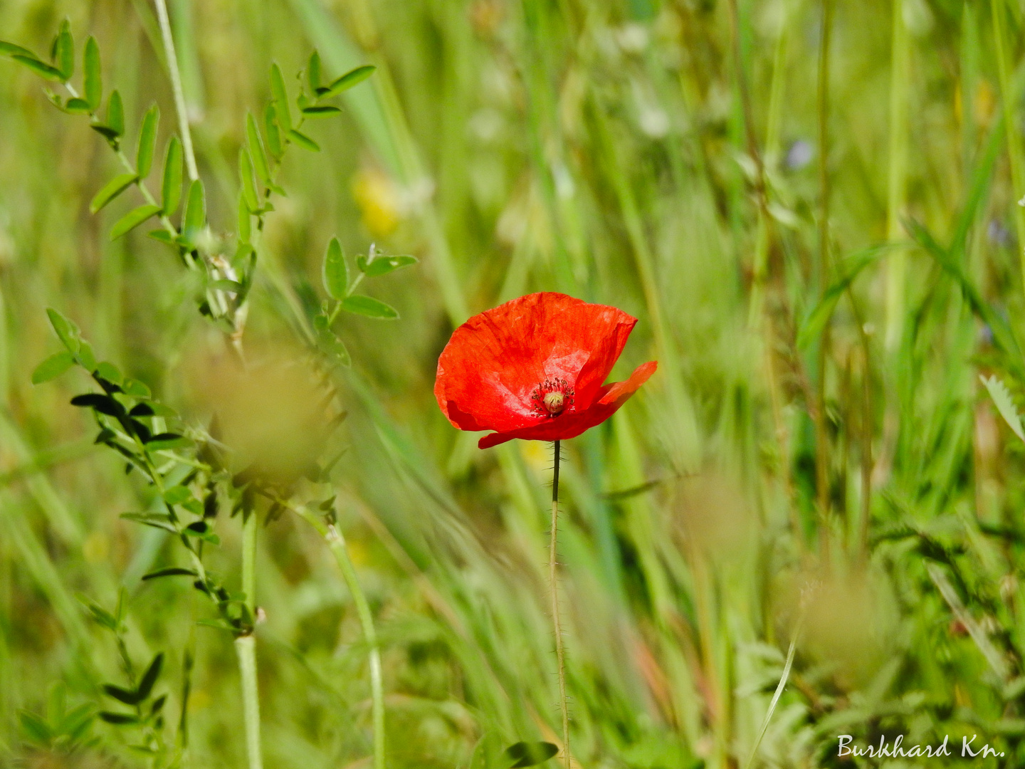 einsame Mohnblume am Wegesrand