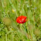 einsame Mohnblume am Wegesrand