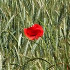 Einsame Mohnblume im Feld