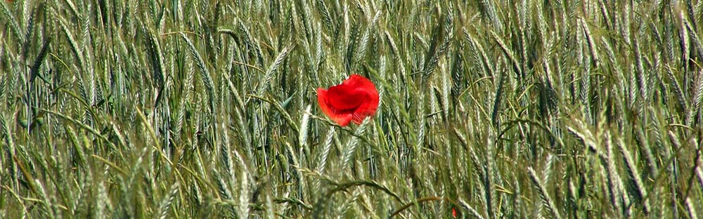 Einsame Mohnblume im Feld