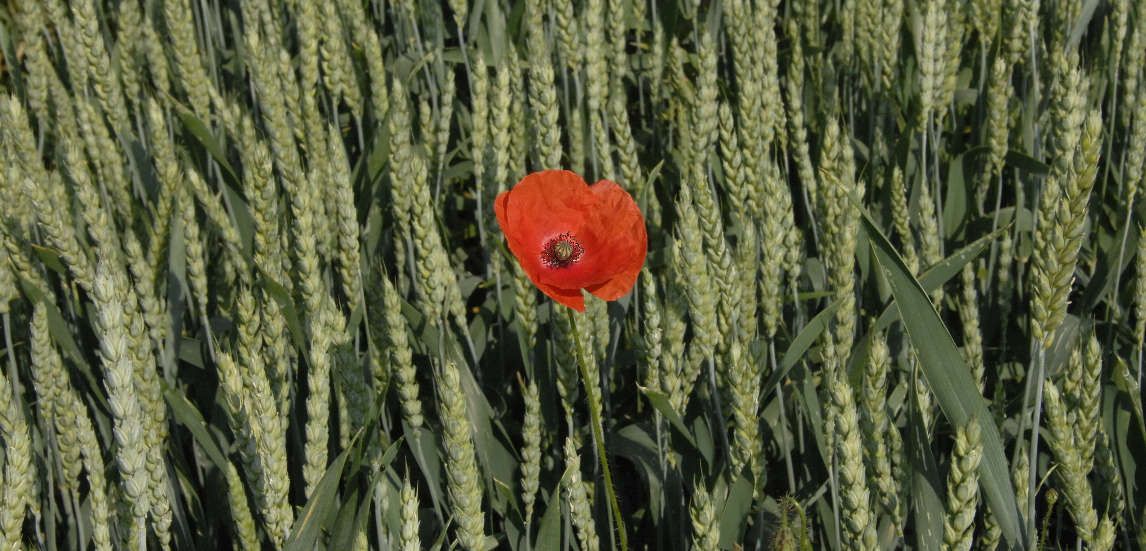 Einsame Mohnblume im Kornfeld