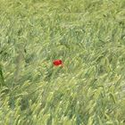 Einsame Mohnblume im Kornfeld