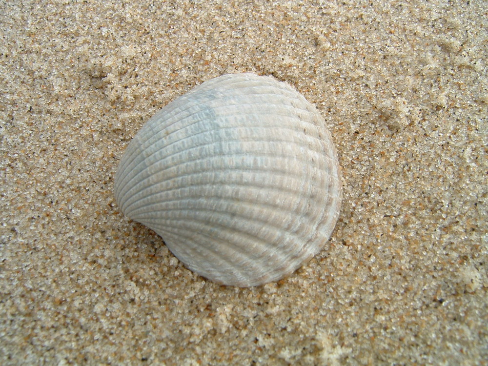 Einsame Muschel im Sand Foto & Bild europe, benelux, netherlands Bilder auf Einsame Muschel im Sand Foto & Bild europe, benelux, netherlands Bilder auf