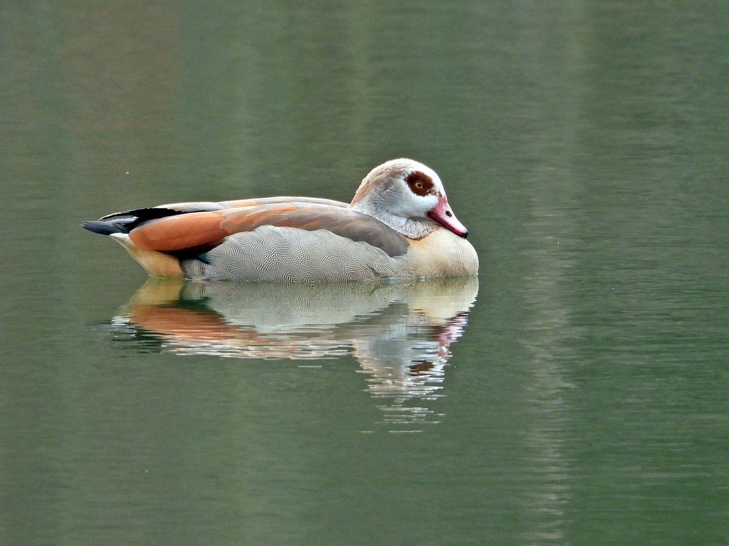 Einsame Nilgans auf dem See