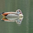 Einsame Nilgans auf dem See