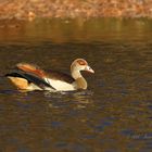 Einsame Nilgans