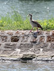 Einsame Nilgans bei Randersacker am Main