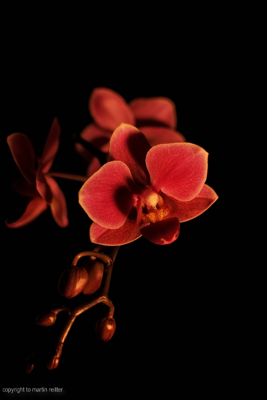 "Einsame Orchidee"