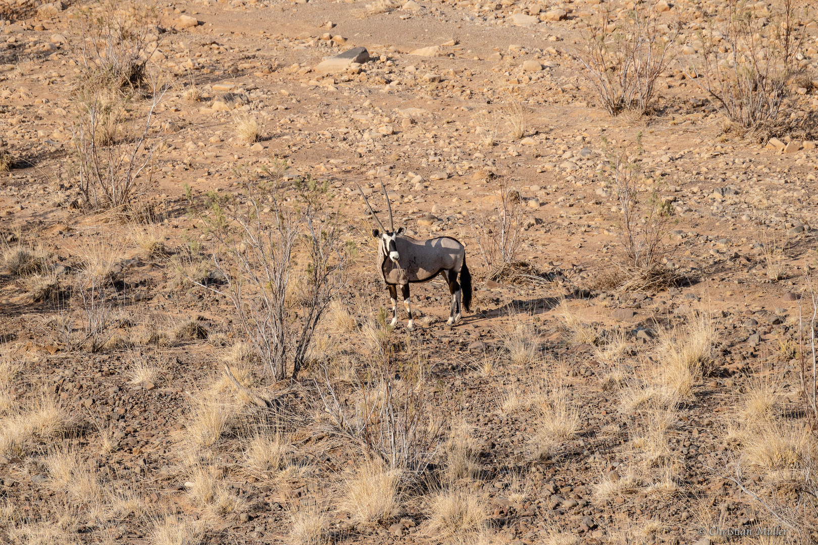 Einsame Oryx-Antilope bei der Palmwag Lodge