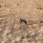 Einsame Oryx-Antilope bei der Palmwag Lodge