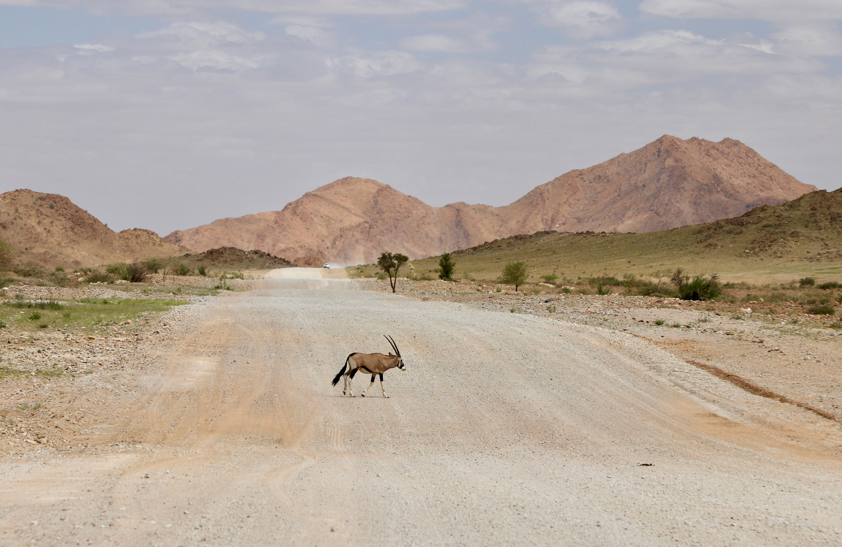 Einsame Oryxanthilope