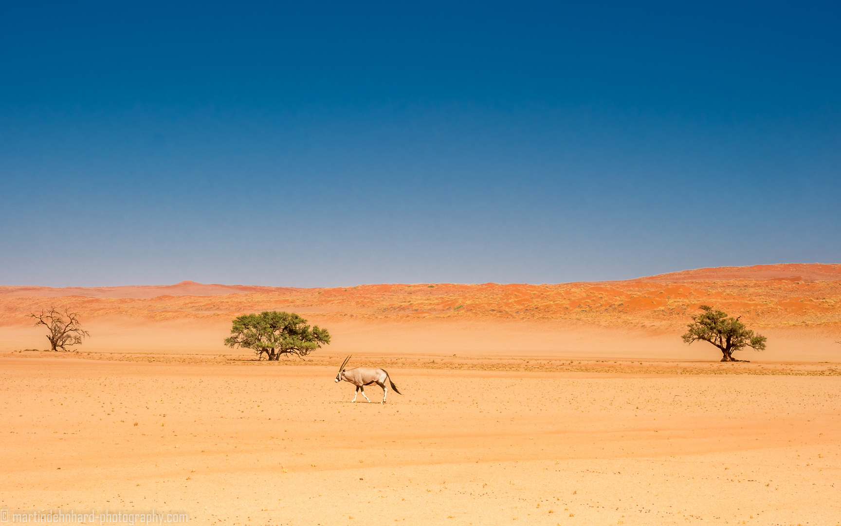 Einsame Oryxantilope in der Weite der namibischen Wüste 