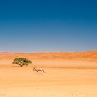 Einsame Oryxantilope in der Weite der namibischen Wüste 