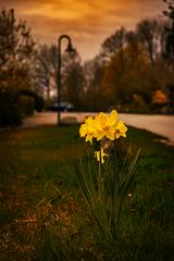 Einsame Osterblume auf Fehmarn