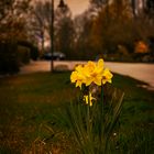 Einsame Osterblume auf Fehmarn