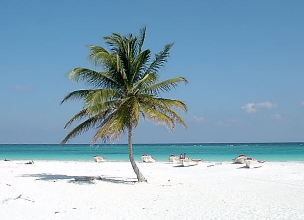 Einsame Palme am Strand - Nr.2