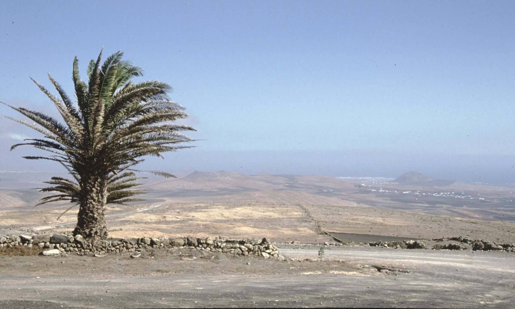 einsame Palme auf Lanzarote