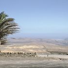 einsame Palme auf Lanzarote