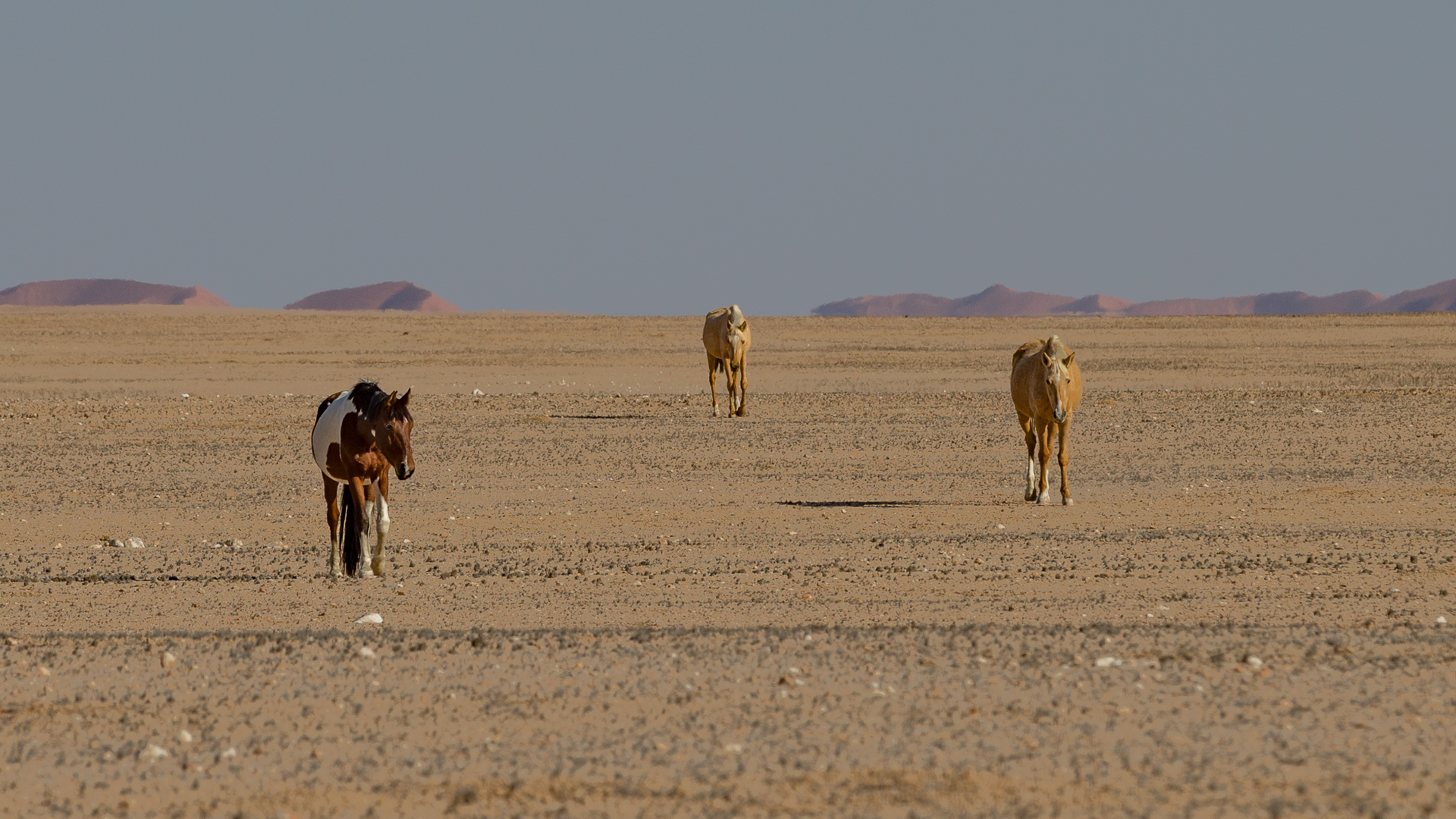 Einsame Pferde in der Namib Wüste