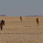 Einsame Pferde in der Namib Wüste