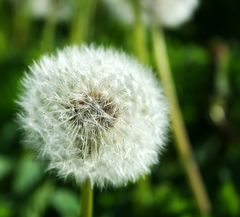 einsame Pusteblume