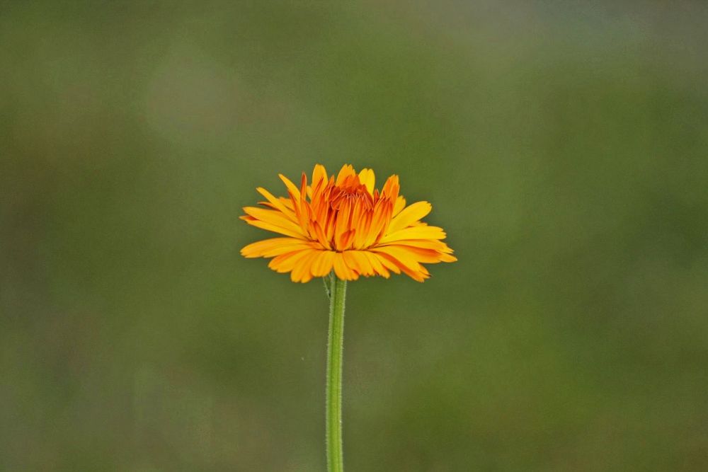 Einsame Ringelblume