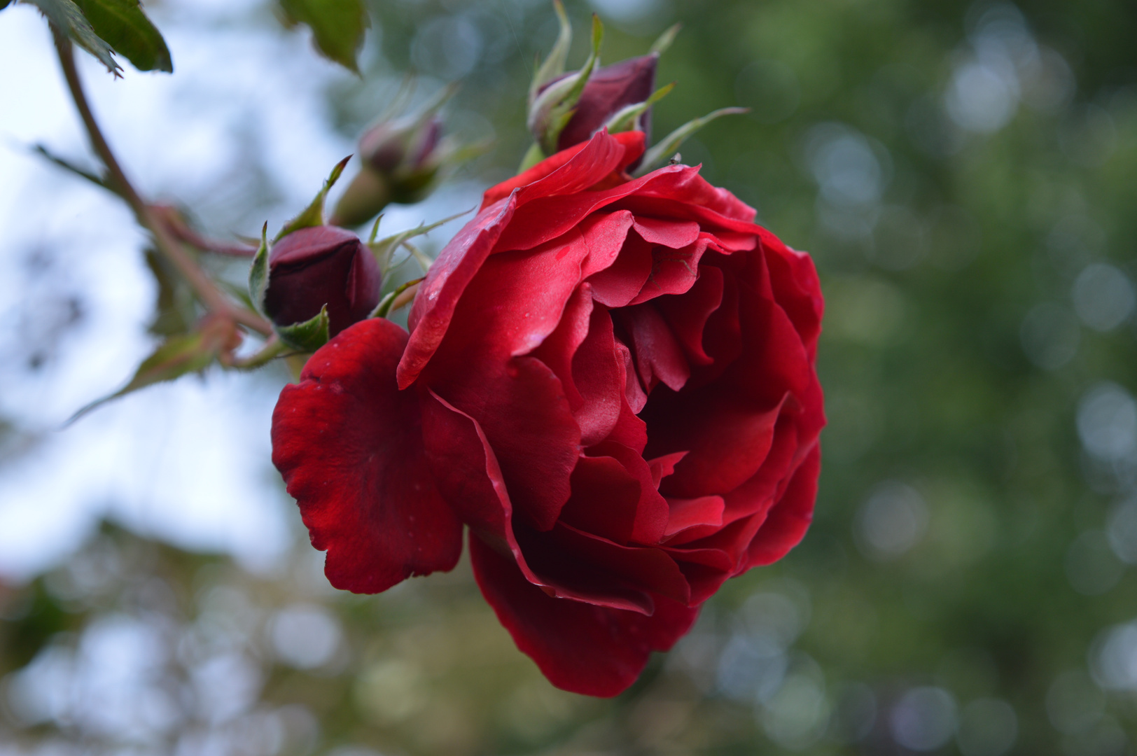 Einsame Rose