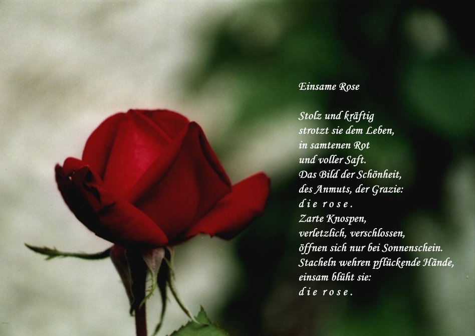 Einsame Rose