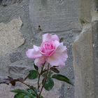 Einsame Rose